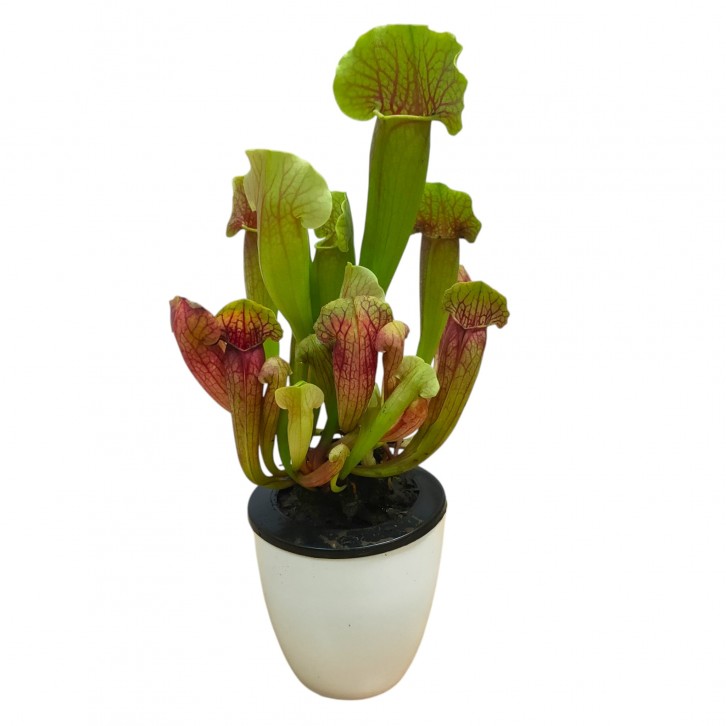 Trumpet Pitchers (Sarracenia)