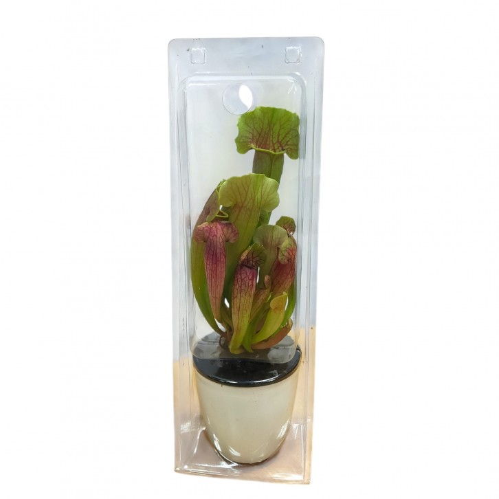 Trumpet Pitchers (Sarracenia)