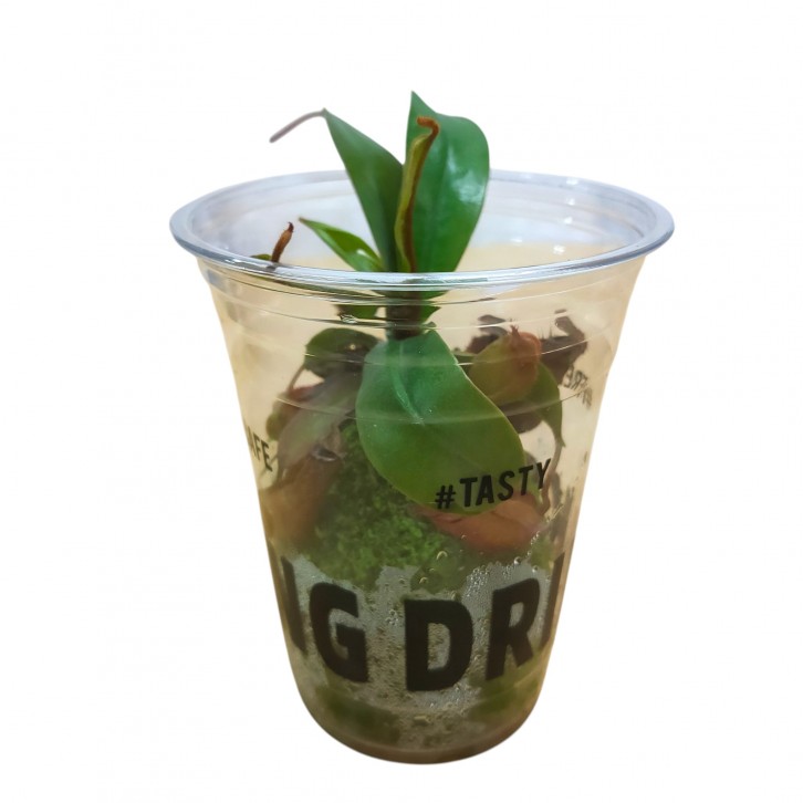 Mini Nepenthes in cup (Pitcher Plant) (3126)