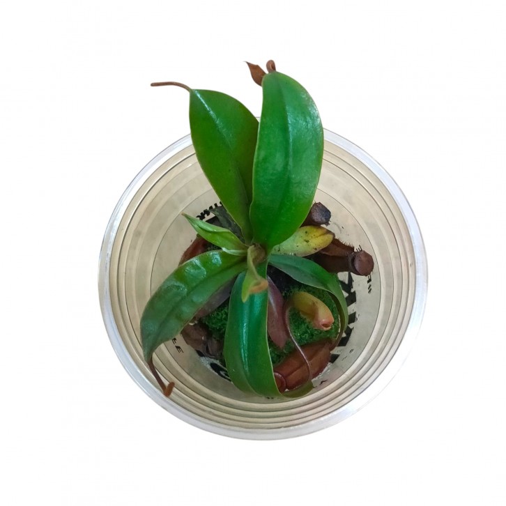 Mini Nepenthes in cup (Pitcher Plant) (3126)