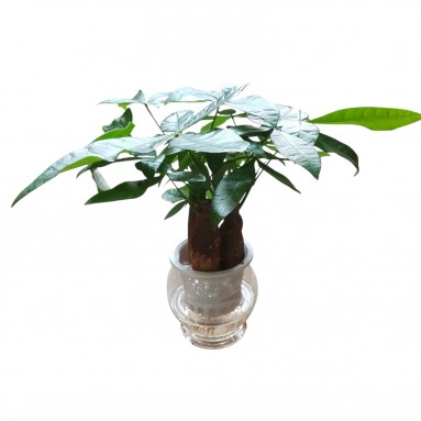 Pachira aquatica in hydro-pot (337)