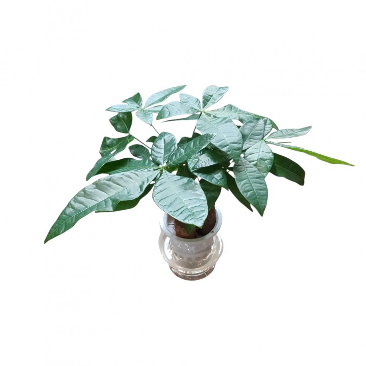 Pachira aquatica in hydro-pot (337)