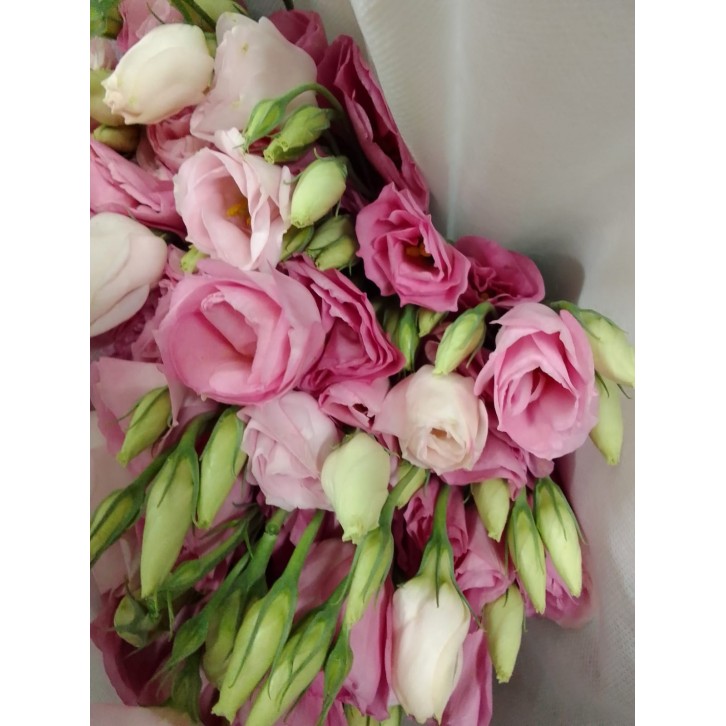 FreshCut Eustoma