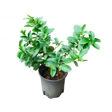 Lemon - Grafted (Citrus Limon)