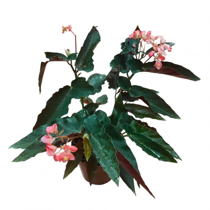 Begonia coccinea