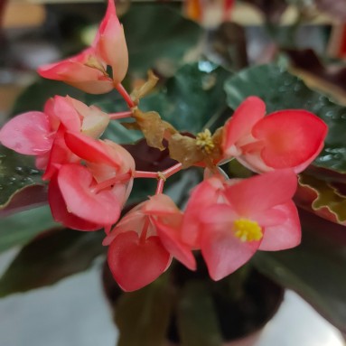 Begonia coccinea