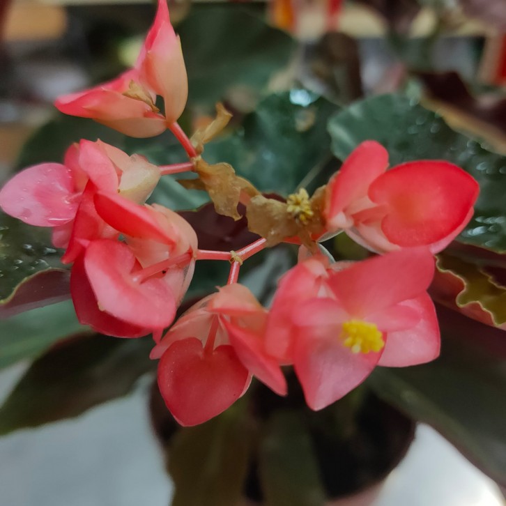 Begonia coccinea