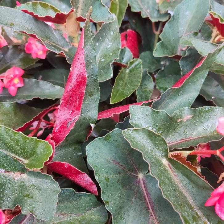 Begonia coccinea