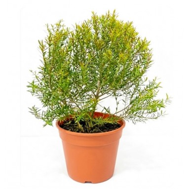 Melaleuca 白千层 (299)