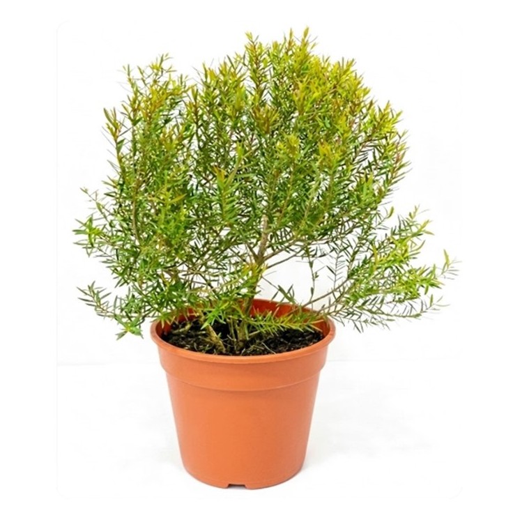 Melaleuca 白千层 (299)