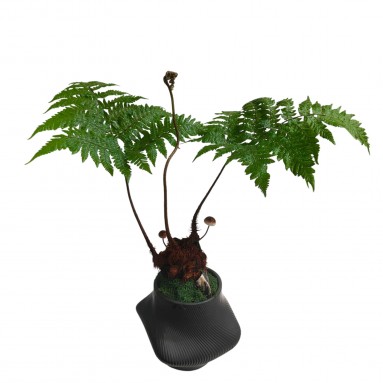 Dryopteris Expansa in decorative pot (4217)