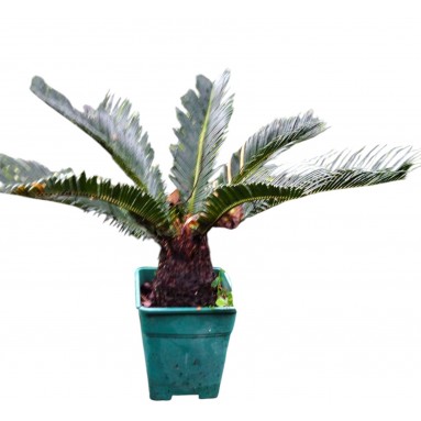 Sago Palm (Cycas Revoluta)