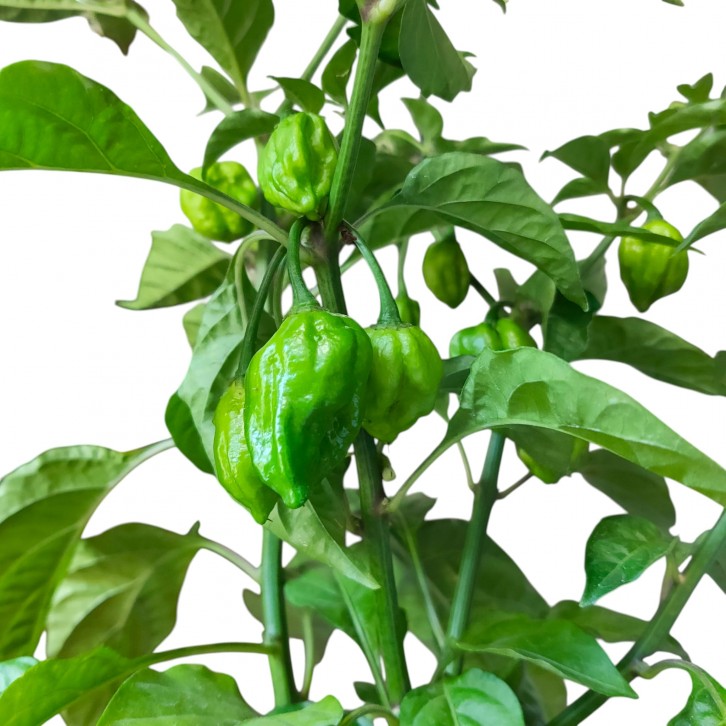 Bhut Jolokia Ghost Pepper (1645)