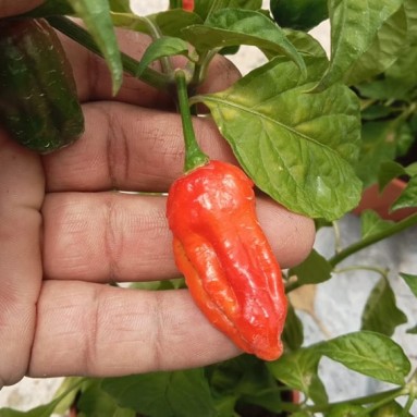 Bhut Jolokia Ghost Pepper (1645)