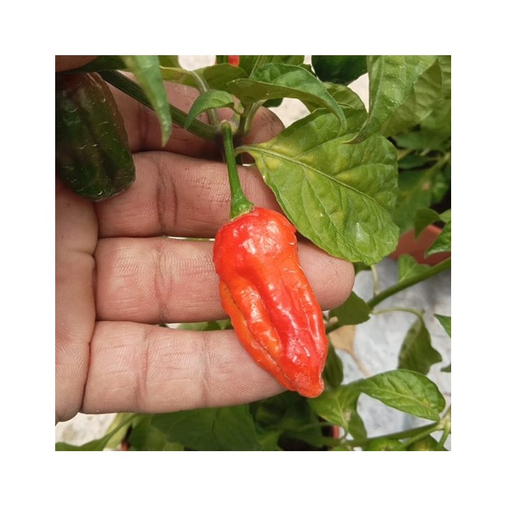 Bhut Jolokia Ghost Pepper (1645)