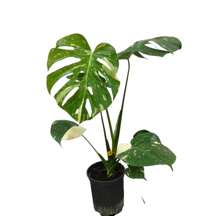 Monstera Thai Constellation