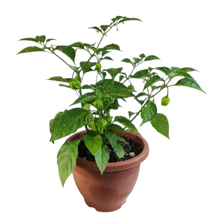 Bhut Jolokia Ghost Pepper (1645)