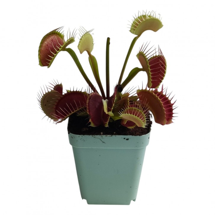 Venus Flytrap (Dionaea Muscipula) (1133)
