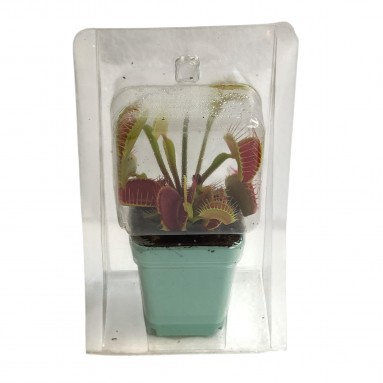 Venus Flytrap (Dionaea Muscipula) (1133)