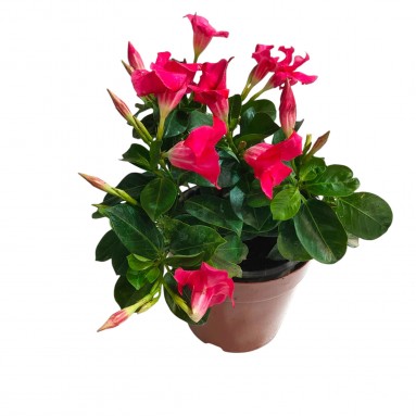 Mandevilla 文藤屬 (Rocktrumpet)