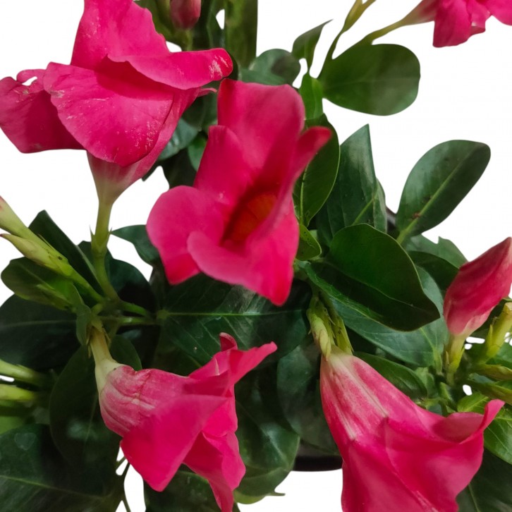 Mandevilla 文藤屬 (Rocktrumpet)