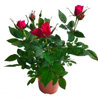 Garden Rose Plant 玫瑰花 (2022)