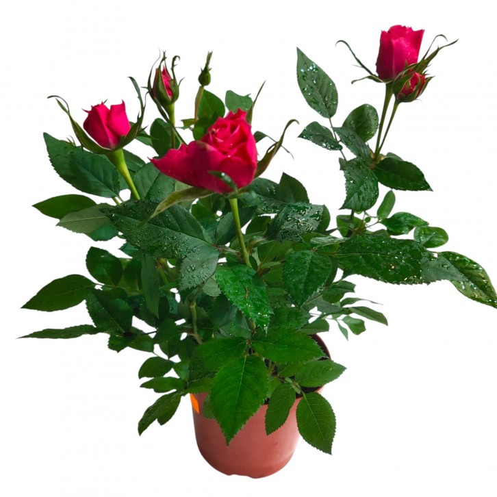 Garden Rose Plant 玫瑰花 (2022)