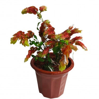 Shrimp Plant (Justicia brandegeeana) (1134)