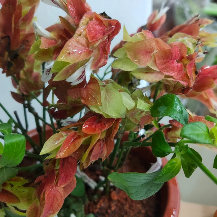 Shrimp Plant (Justicia brandegeeana) (1134)