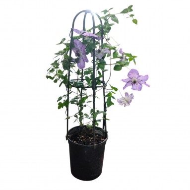 Clematis Plants