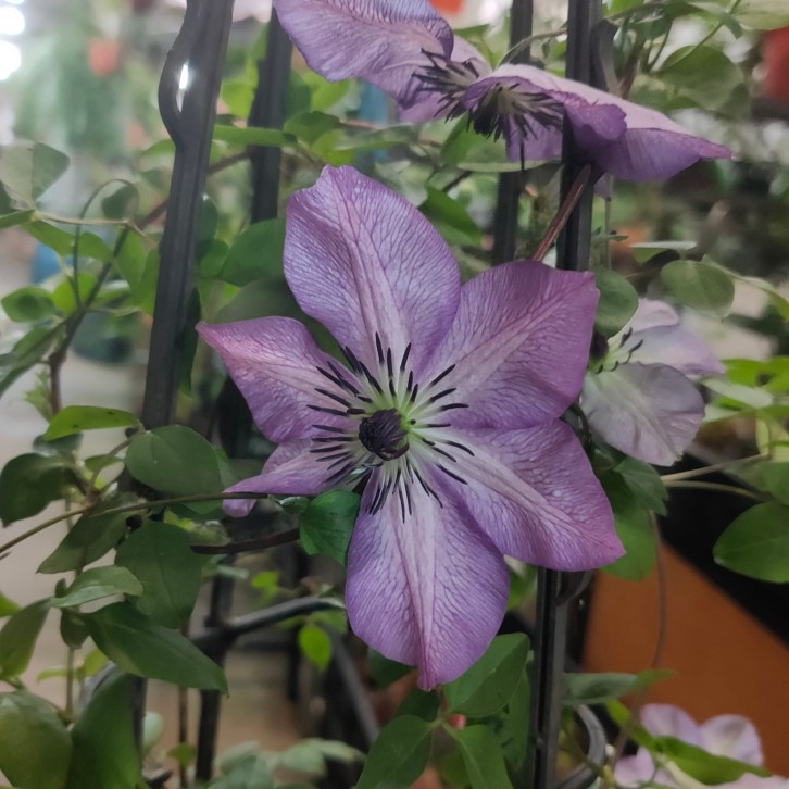 Clematis Plants