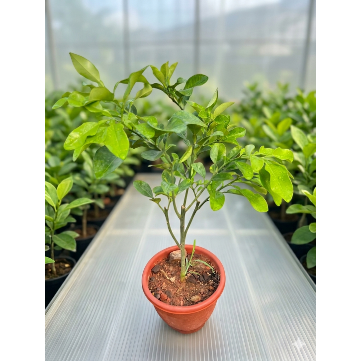Pomelo (Citrus maxima)
