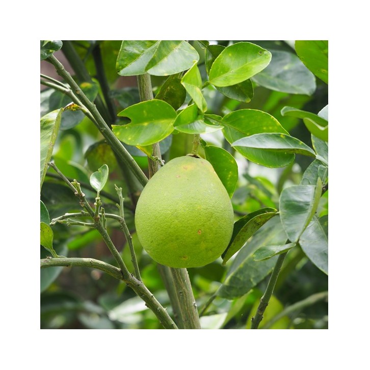 Pomelo (Citrus maxima)