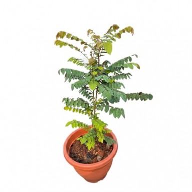 Belimbing (Averrhoa Bilimbi)