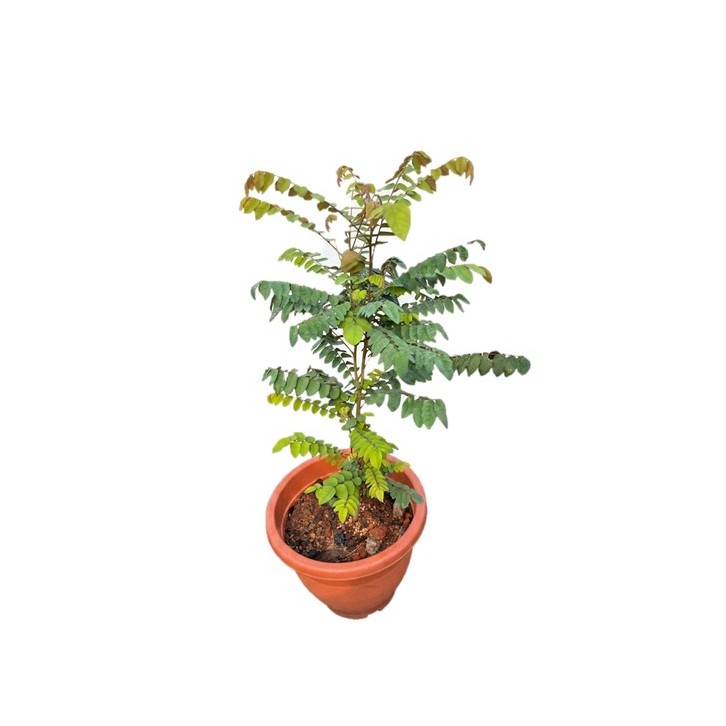 Belimbing (Averrhoa Bilimbi)