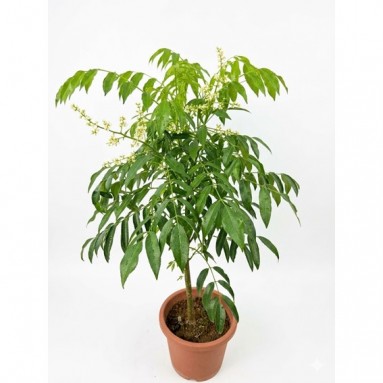 Kedondong 沙梨 (Spondias dulcis)