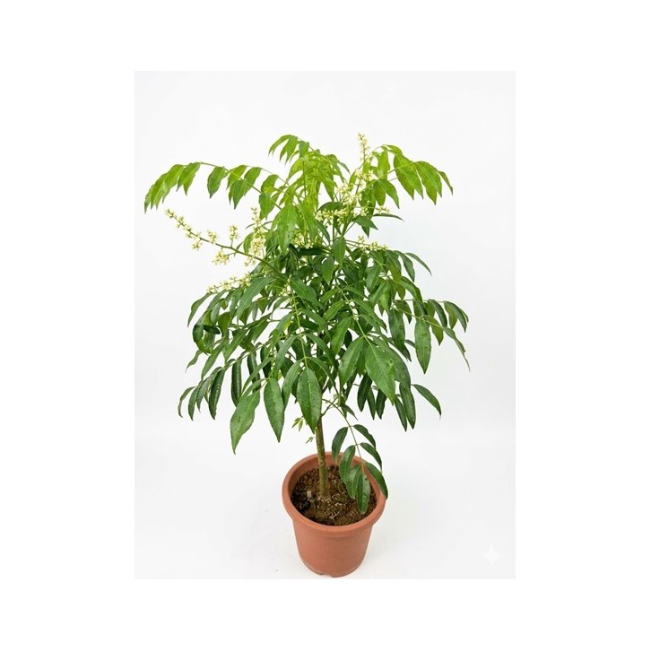 Kedondong 沙梨 (Spondias dulcis)
