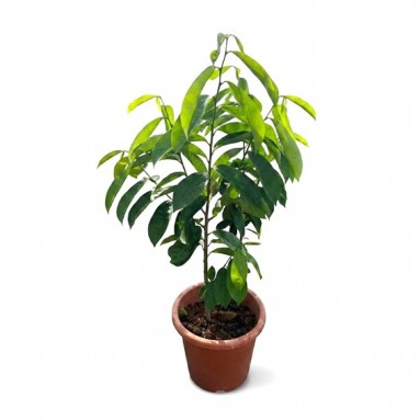 Soursop (Annona muricata)