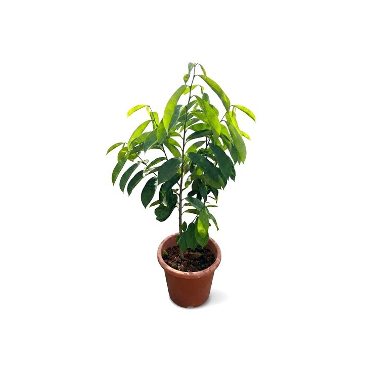 Soursop (Annona muricata)