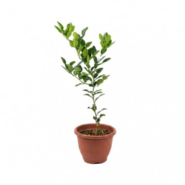 Kaffir Lime (Citrus Hystrix)