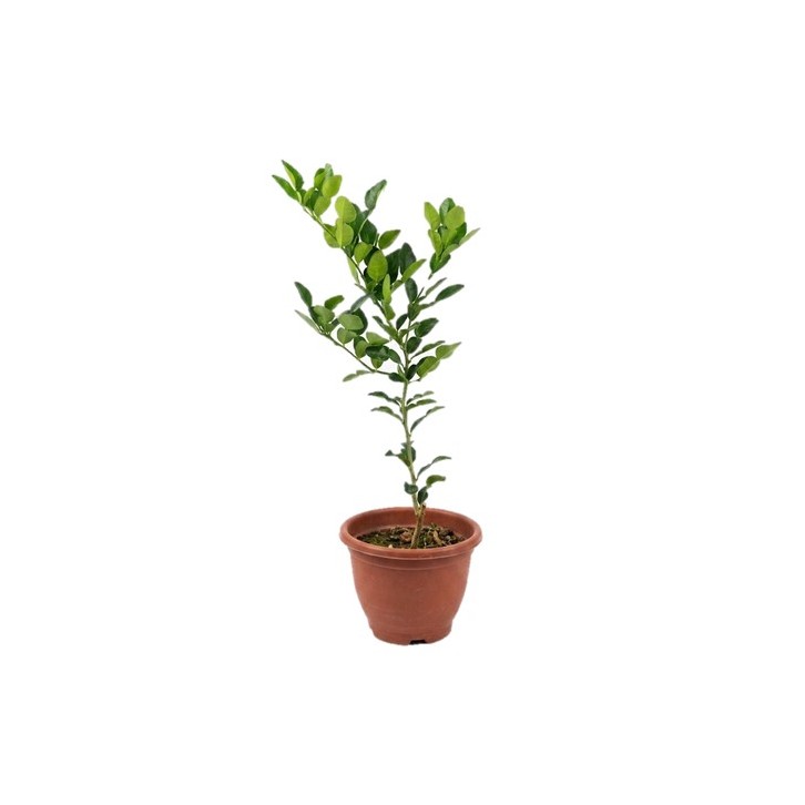 Kaffir Lime (Citrus Hystrix)