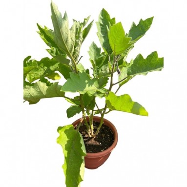 Brinjal Plant (Solanum Melongena)