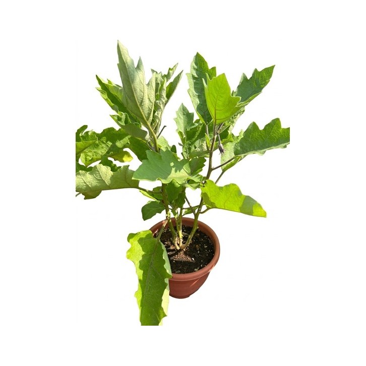 Brinjal Plant (Solanum Melongena)