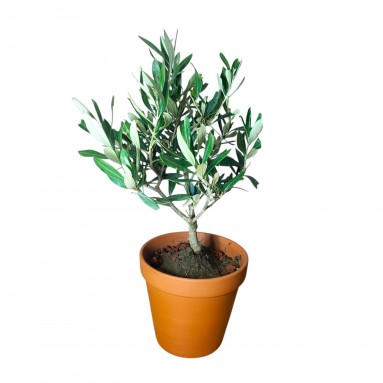 Bonsai olive tree in terracotta pot (4219)