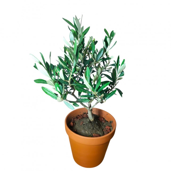 Bonsai olive tree in terracotta pot (4219)