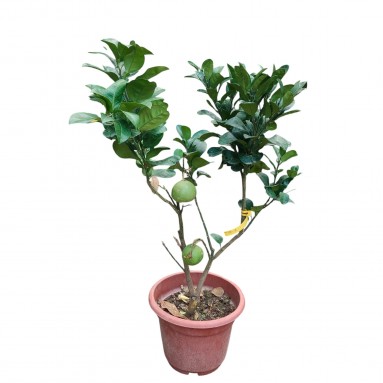 Grafted Pomelo (Citrus maxima)