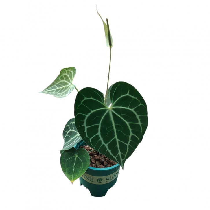 Anthurium Clarinervium (3024)