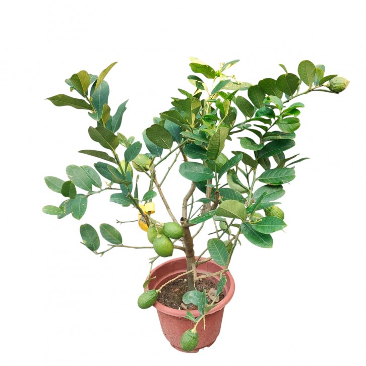 Grafted Lemon (Citrus Limon)