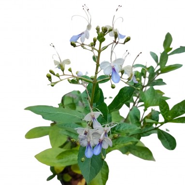 Rotheca myricoides