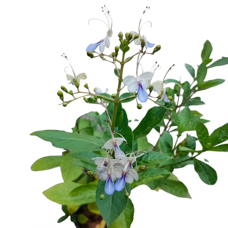 Rotheca myricoides